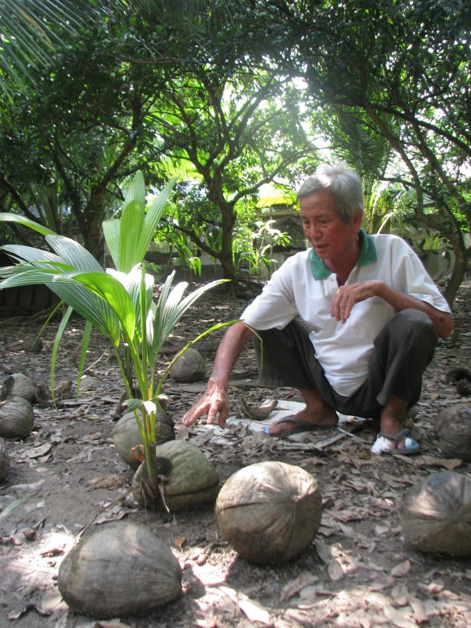 Ươm giống dừa sáp