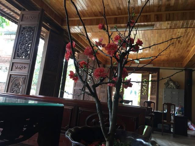 Hoa ban bung nở dưới nắng chiều mùa xuân
