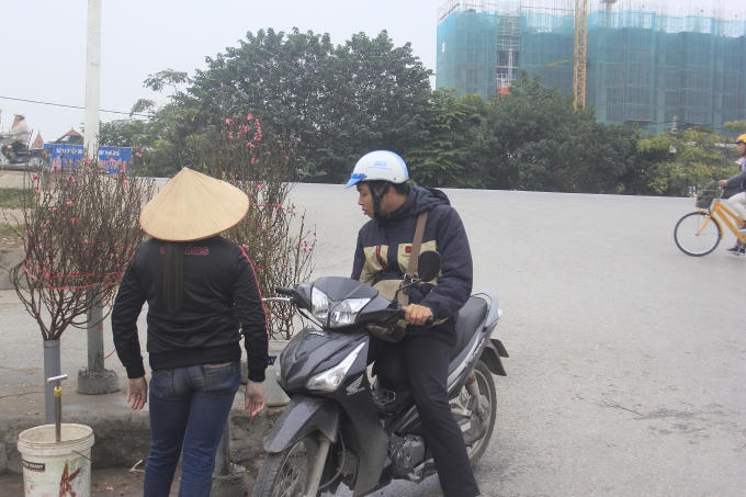 Những cành đào này được người trồng đào tuốt lá, chăm bón từ gần 2 tháng trước.