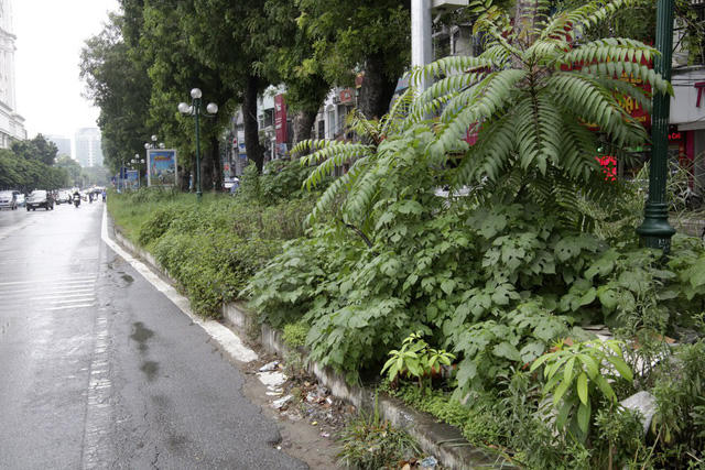 Hà Nội: Cây dại mọc như ở bãi hoang giữa phố Giảng Võ