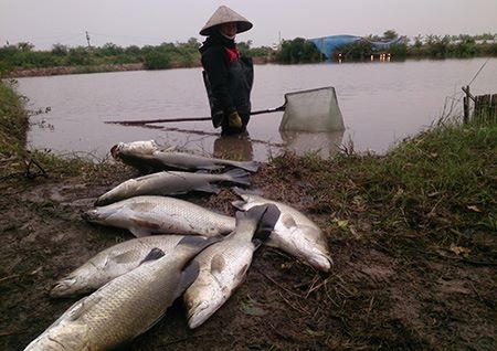 Nông dân ven biển Thái Bình vớt cá vược bị chết do giá rét. Ảnh: CTV.