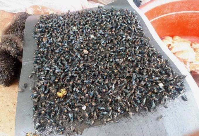 Ruồi dày đặc dính vào miếng keo dính ruồi.