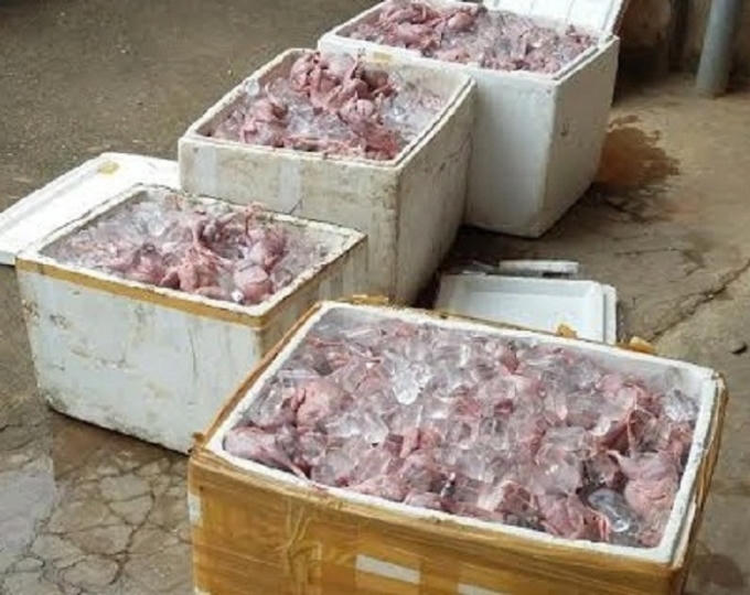 Toàn bộ chim Cút được giấu trong các thùng xốp.