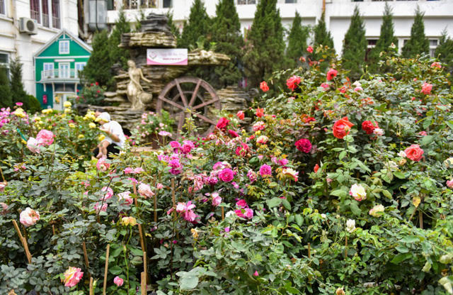 Ngày 7/3, hàng nghìn cây hoa hồng nhập khẩu và của Việt Nam đã được sắp đặt tại khu vực tổ chức lễ hội, sẵn sàng đón khách sau lễ khai mạc vào ngày mai, 8/3.  Năm nay, lễ hội được tổ chức tại Công viên nước Hồ Tây từ ngày 8 đến 11/3/2018. Đại sứ quán Bulgaria đã phối hợp với Viện di truyền giống Bộ Nông nghiệp và Phát triển nông thôn nhập về hơn 1.000 cây hồng Bulgaria gồm hơn 100 loại hồng khác nhau.