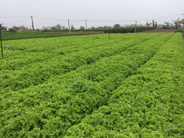 Rau xanh tại xã Cẩm Văn (Cẩm Giàng, Hải Dương) đã đến vụ thu hoạch nhưng không bán được.