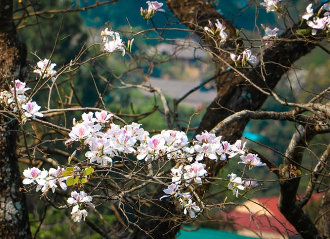 Bởi đây chính là thời khắc để đồng bào cảm tạ trời đất, cầu an cầu lạc sau những những vụ mùa “mồ hôi thấm mặn đất nương”, là dịp để cộng đồng vui hội, trai gái trao duyên, để sắc màu văn hóa phô diễn và hòa quyện đầy tinh tế vào cảnh sắc mùa xuân đại ngàn.
