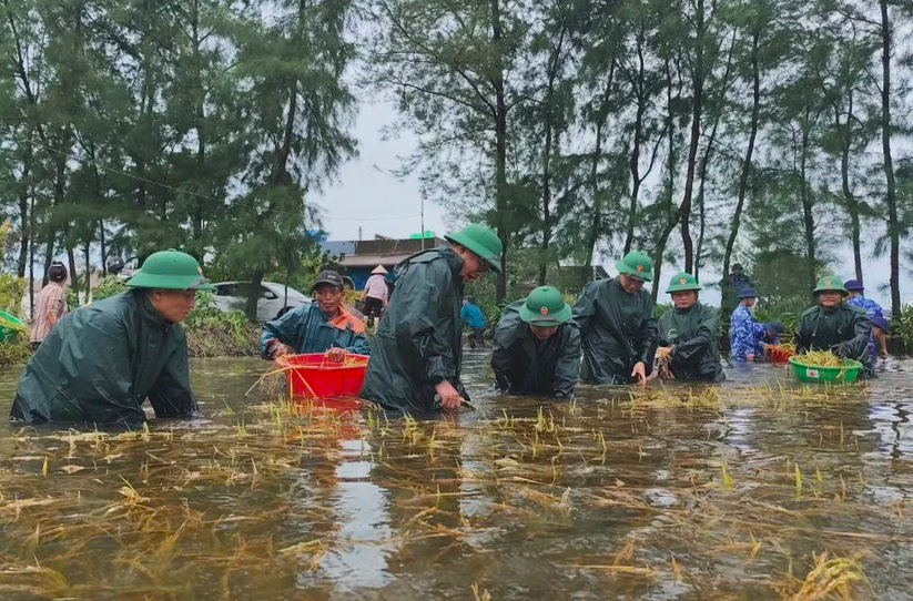 Nhiều diện tích hoa màu tại các địa phương bị ngập sâu trong nước do ảnh hưởng của mưa lũ. Hình ảnh lúa bị ngập tại Quảng Trị.