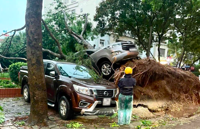 Hình ảnh cây đổ do giông lốc khiến hai chiếc ô tô đỗ cạnh bị hư hại tại Khu đô thị Pháp Vân.