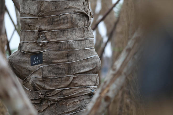 Đơn vị chăm sóc đã huy động 12 công nhân có tay nghề cao trực tiếp chăm sóc đặc biệt cho hàng cây xanh này.