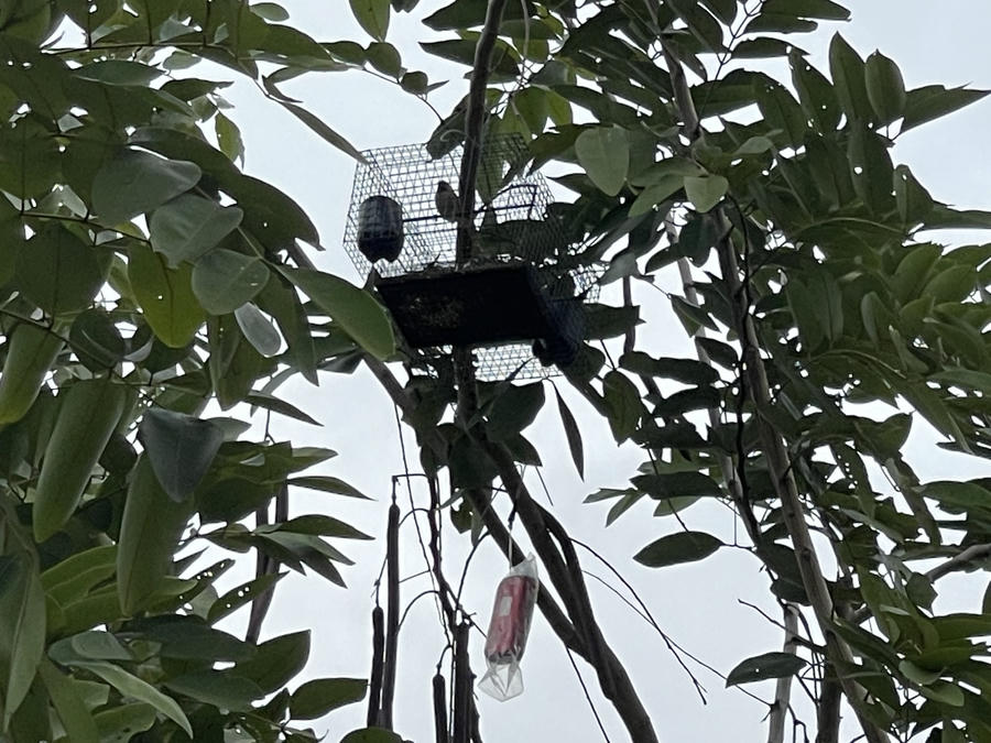 Tiếng chim vang lên hối hả từ một chiếc máy được treo trên cành. Kế bên có một cái bẫy phía trong đã đặt sẵn chim mồi.