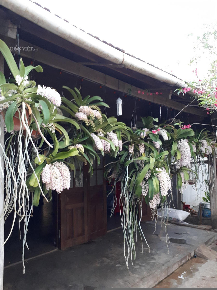 them nha treo toan hoa lan rung quy hiem cua trai 9x tinh dak nong hinh anh 2