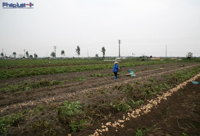 Nhiều nơi tr&ecirc;n địa b&agrave;n huyện Nam Trực trồng khoai t&acirc;y phục vụ cho tết. (Ảnh: Minh Trang).