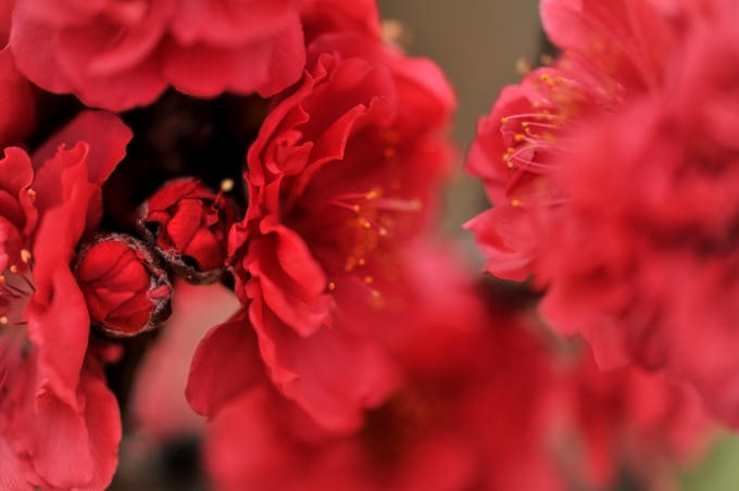 Những bông hoa quý thắm màu tiết dê hiếm có. (Ảnh: Phương Việt/Vietnam+)