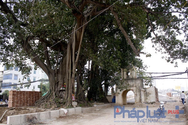 Đây là cây đa lâu năm, người dân sống ở đây đã gắn bó và cho rằng cây đa này rất thiêng nên việc thờ cúng tại cây đa này diễn ra thường xuyên.