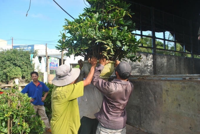 Mai lá được các thương lái đến tận nhà vườn thu mua để vận chuyển vào Nam. Trong ảnh, ba người đàn ông cùng nhau khiêng một chậu mai lên xe tải.