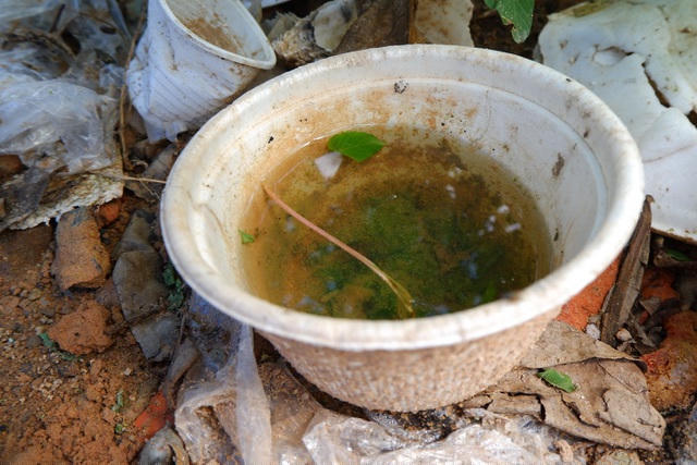 Đô thị hóa, ô nhiễm môi trường là nguyên nhân khiến sốt xuất huyết hoành hành ở các thành phố lớn