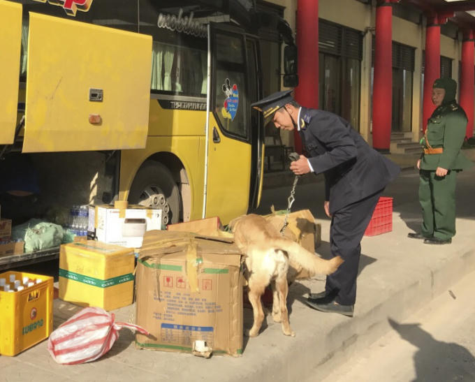 Lực lượng Hải quan cửa khẩu quốc tế Cha Lo sử dụng chó nghiệp vụ để tác nghiệp. (Ảnh. Hải Long)
