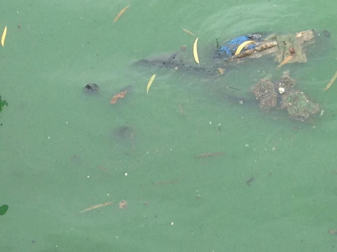 Hà Nội: Quận Hà Đông trả lời về tình trạng ô nhiễm môi trường của hồ Văn Quán