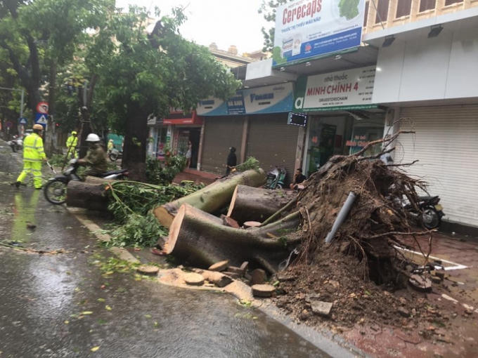 Nhiều cây lớn cũng không chịu được sức gió của cơn bão số 1.