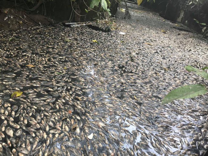 Cá chết phủ kín mặt kênh ngay giữa lòng TP Vinh.