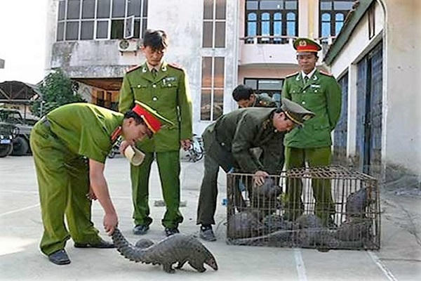 Tăng cường công tác phối hợp liên ngành kiểm tra, kiểm soát bảo vệ các loài động vật hoang dã nguy cấp, quý, hiếm..