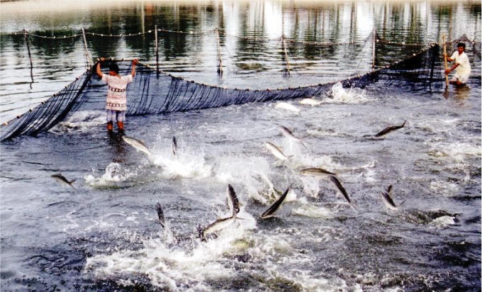 Tổng cục Thủy sản: Làm giả công văn, cấp chứng nhận trái phép hơn 800 sản phẩm