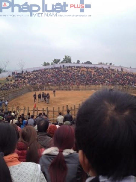 Rất đông du khách và người dân địa phương tham dự lễ hội chọi trâu. (Ảnh: Đông Bắc).