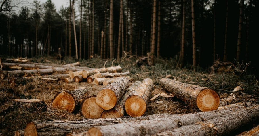 Ngoài bị phạt, ông Hưng còn buộc phải trồng lại rừng bằng cây bản địa hoặc thanh toán phí trồng lại rừng - Ảnh minh hoạ.