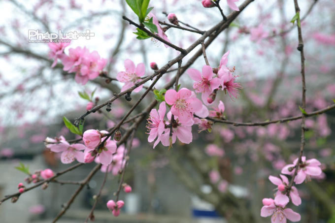 Ngỡ như Xuân đang về.