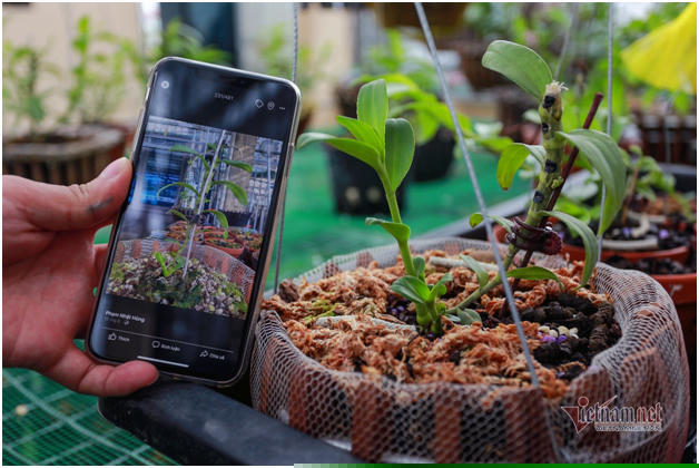 Cây Bảo Duy, 4 mầm gốc, 3 kie trên thân, 2 mầm ngủ giá 7 tỷ hai anh vẫn không bán