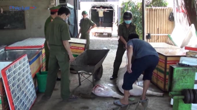 Lực lượng chức năng kiểm tra, phát hiện tang vật thịt heo thối tại cơ sở giết mổ.