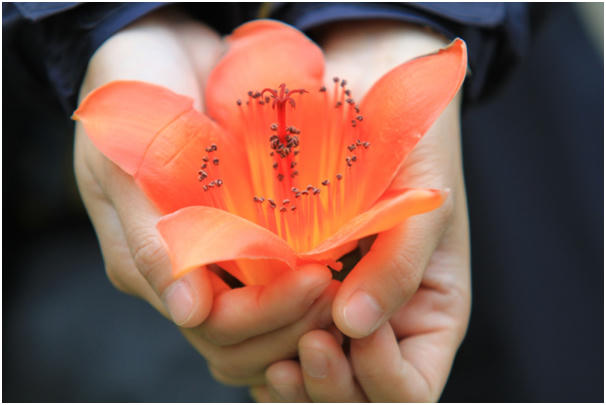 Người xưa coi hoa gạo như một phần của đời sống nông thôn, báo hiệu thời điểm để tiến hành một số hoạt động nhà nông. Thành ngữ có câu: