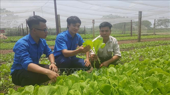 Một số mô hình nông nghiệp trồng rau an toàn tại xã Cộng Hòa, huyện Quốc Oai (Hà Nội) theo tiêu chuẩn VietGAP.