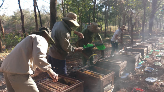Về Đắk Lăk ngắm m&ugrave;a quay ong