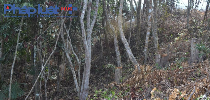 Cả khoảng rừng tự nhiên rộng 40 ha nằm trong 442 ha đất rừng thuộc loại đất rừng 1C được chính quyền giao theo chủ trương giao cho 140 hộ dân thuộc 2 thôn Tà Lang và Giàn Bí của xã Hòa Bắc, với quy hoạch 1 hộ nhận khoảng 3 ha đất rừng.