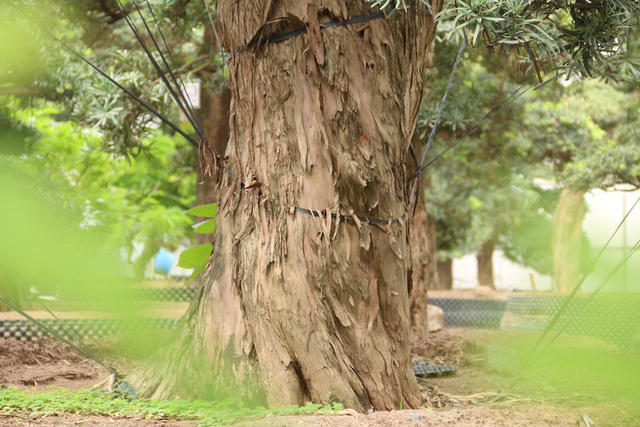 Ông Lành cho biết đã phải theo đuổi đến 3 năm mới thuyết phục thành công. Trong đó, chỉ tính riêng tiền cây đã vào khoảng 10 tỷ đồng, chưa kể chi phí vận chuyển, thuê tàu chở về Việt Nam. “Cây tùng có thân xù xì, đường kính gốc lớn, dáng thế uốn tỉa tự nhiên. Rất nhiều tay chơi ở Đài Loan, Trung Quốc… sang thương lượng nhưng đều bị chủ từ chối do họ muốn tỉa cây theo ý mình. Tôi thì giữ nguyên hiện trạng của cây và phong cách bonsai của Nhật nên họ mới đồng ý bán”, ông Lành kể.