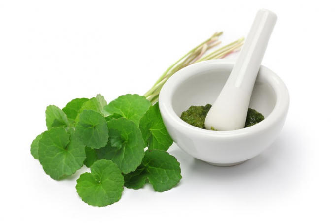Rau má (Centella asiatica)