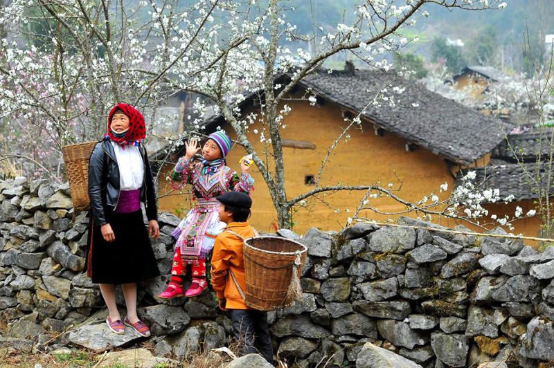 Vẻ đẹp diễm lệ của mùa xuân trên rẻo cao.  