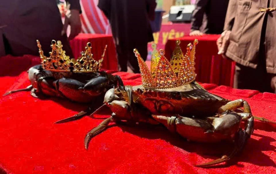 Ban Tổ chức trao vương miện chú cua đạt giải cao nhất tại cuộc thi "Đệ nhất cua biển".