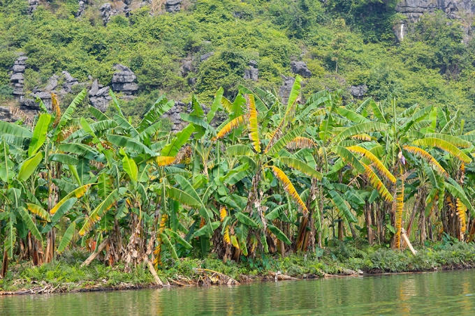 Những h&igrave;nh ảnh hiếm hoi lạ l&ugrave;ng của &ldquo;Kong: Skull Island&rdquo; tại Ninh B&igrave;nh.