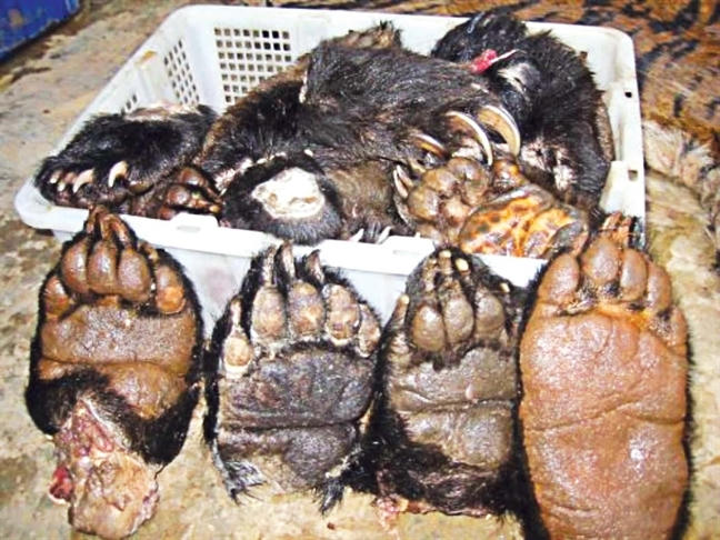 Tay gấu trong khu bếp của nhà hàng