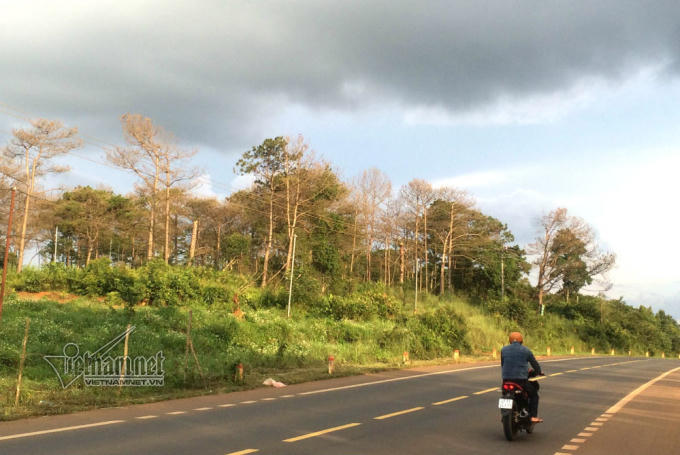 Ông Sơn được cấp hàng chục ha đất tại xã Trường Xuân (huyện Đắk Song, Đắk Nông) trái quy định