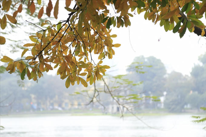 Hà Nội đẹp đến nao lòng mùa cây thay lá.