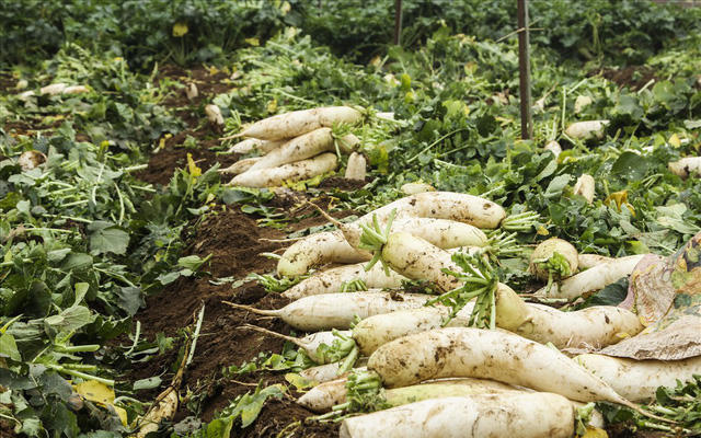 Sau Tết nguyên đán tại cánh đồng này xuất hiện việc người dân phải vứt bỏ hàng chục, thậm chí cả trăm tấn củ cải trắng do không tiêu thụ được.