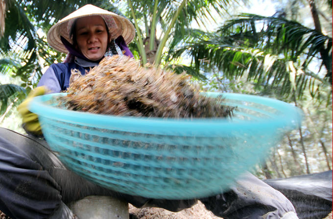 Công việc này thu hút hàng chục lao động, tiền công làm việc một ngày 200 nghìn đồng.
