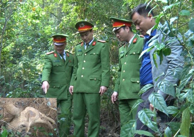 Lực lượng chức năng kiểm tra hiện trường gốc sưa bị đào