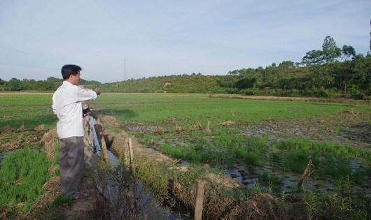 Hàng chục héc ta lúa hoặc chết thối, hoặc quặt quẹo vì bị ảnh hưởng nhà máy sả thải bẩn.