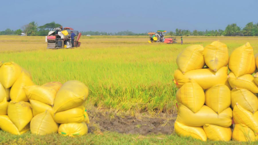 Nông dân trên địa bàn tỉnh Bạc Liêu đang vào thu hoạch lúa.