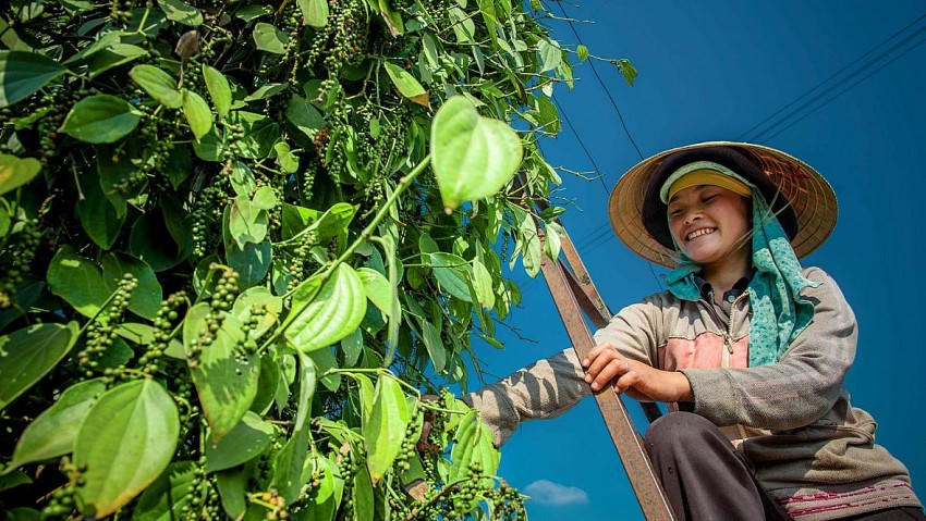 Giá hồ tiêu tăng cao khiến người dân vui mừng. Ảnh saomaitravel