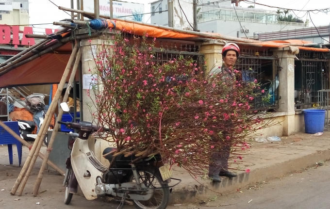 Hết Tết đ&agrave;o c&agrave;nh vẫn h&uacute;t kh&aacute;ch